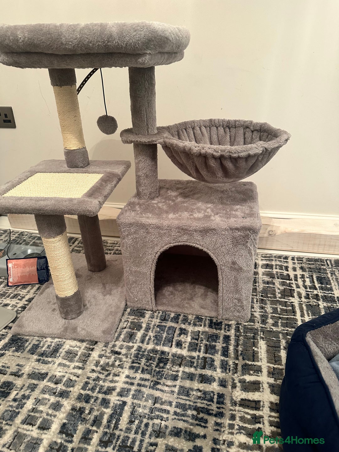 Russian Blue cats for sale: Pure Russian Blue Kitten - Advert 7