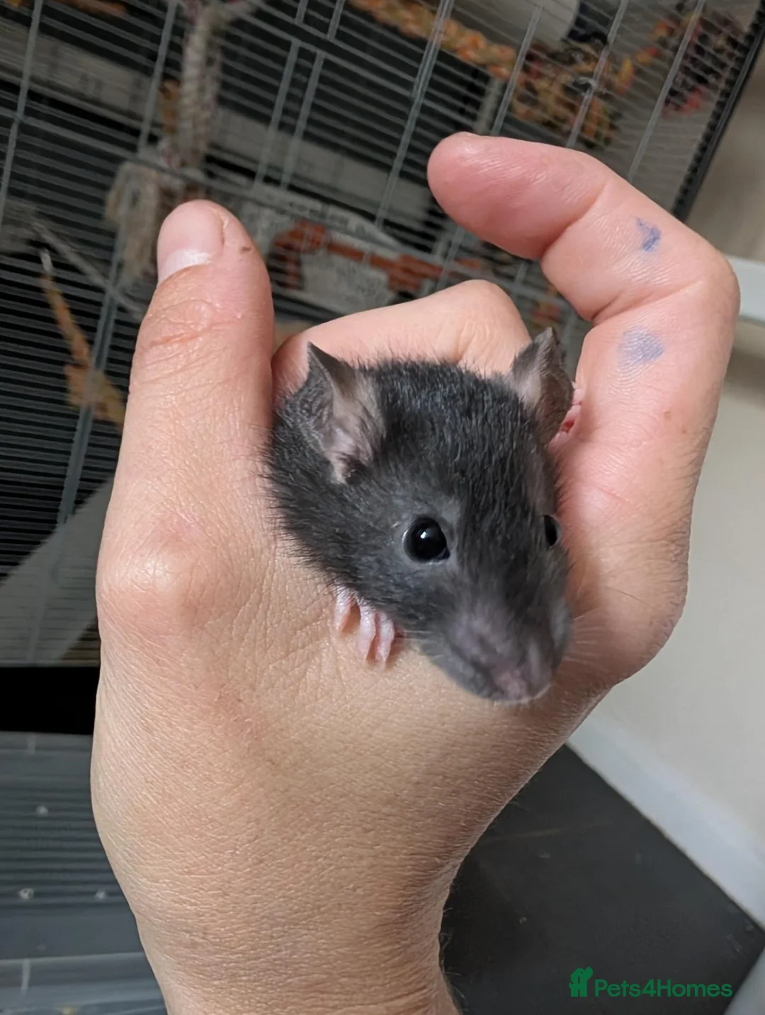 Rat rodents for sale: 10 Beautiful Pet Rats Looking for Forever Homes 🐀 - Advert 11