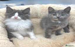 Mixed Breed cats for sale: BEAUTIFUL FLUFFY GREY KITTENS   - Image 7