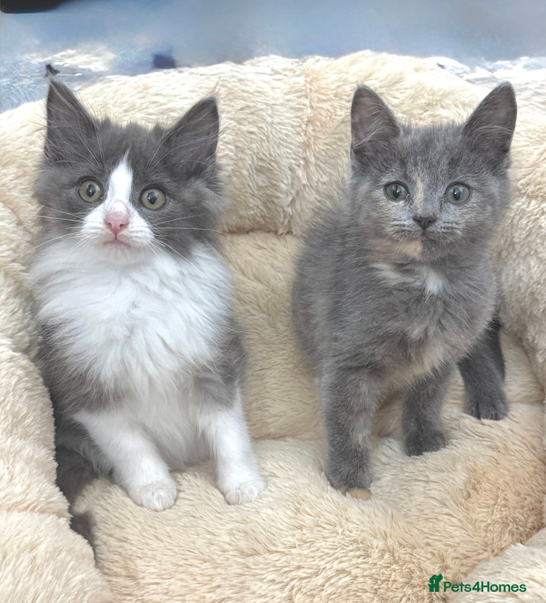 Mixed Breed cats for sale: BEAUTIFUL FLUFFY GREY KITTENS   - Image 7