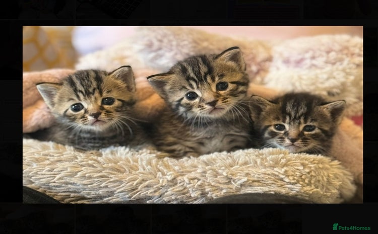 Mixed Breed cats for sale - Advert 1