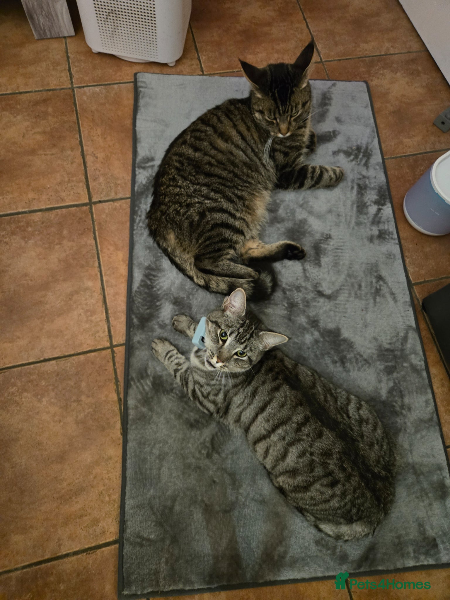 Mixed Breed cats 2 Maine Coone / Mixed Breed cats - Advert 1