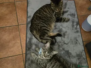 Mixed Breed cats 2 Maine Coone / Mixed Breed cats - Advert 18