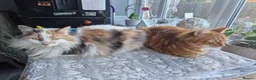 Mixed Breed cats for sale: Cats in desperate need of a new home together - Advert 1