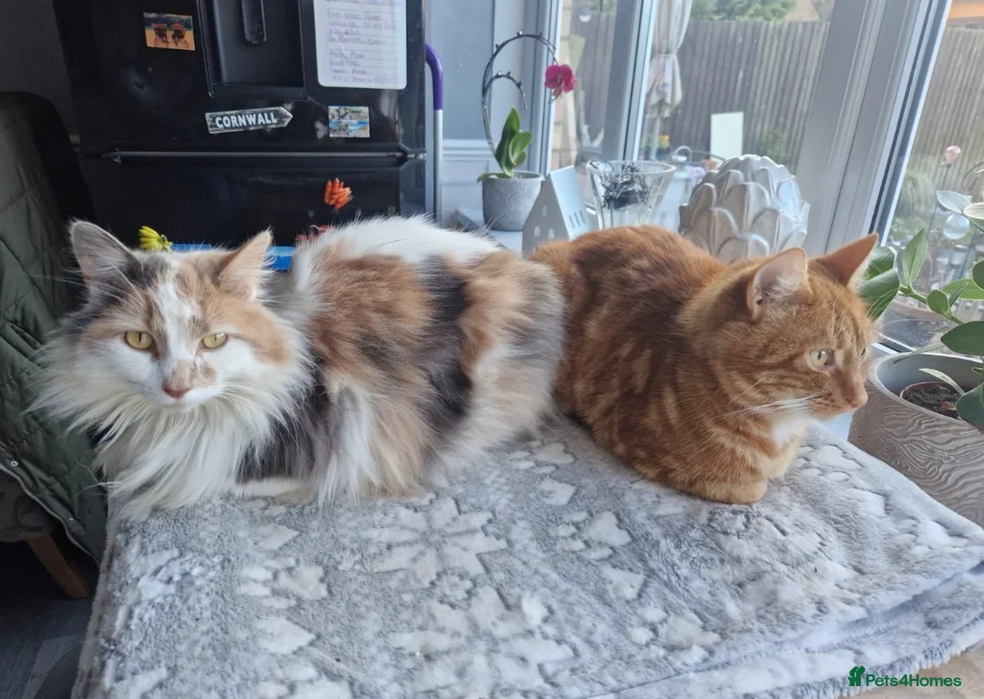 Mixed Breed cats for sale: Cats in desperate need of a new home together - Advert 1