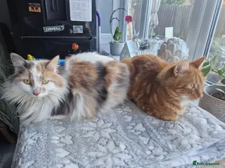 Mixed Breed cats Cats in desperate need of a new home together - Advert 2