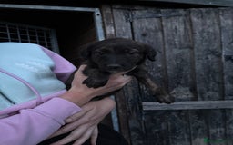 Lurcher dogs for sale: Bull lurcher puppies - Image 9
