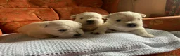 West Highland Terrier dogs for sale: 6 gorgeous puppies for sale  - Advert 4