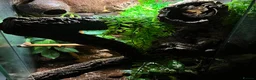 Gecko reptiles for sale: Bioactive setup with Dalmation crested geckos  - Advert 3