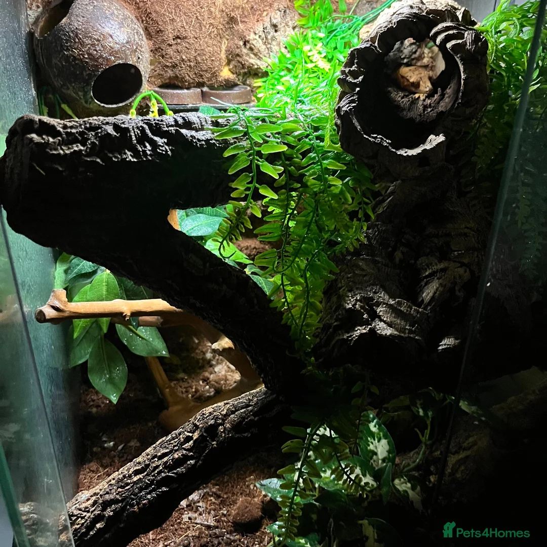 Gecko reptiles for sale: Bioactive setup with Dalmation crested geckos  - Advert 3