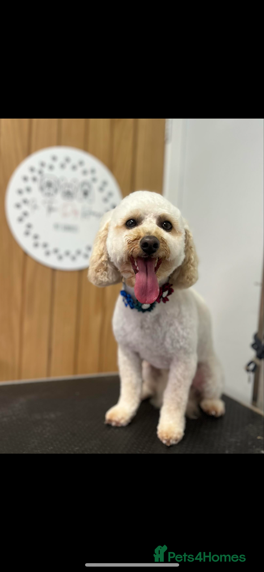 Poochon dogs for sale: 2 poochon girls available  - Image 17