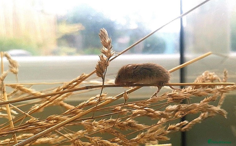 Mouse rodents - Advert 2