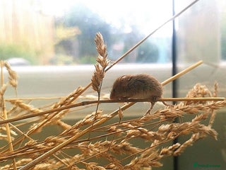 Mouse rodents - Advert 11