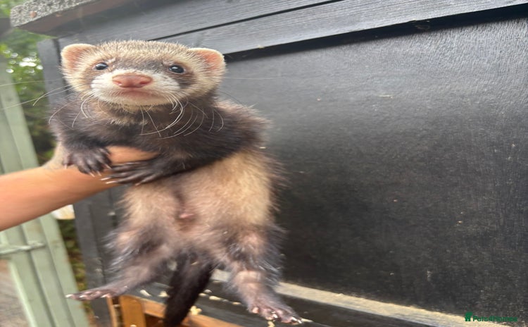 Ferret rodents - Advert 6