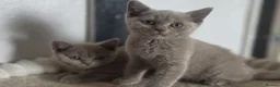 British Shorthair cats for sale: Boy and girl available  - Advert 4