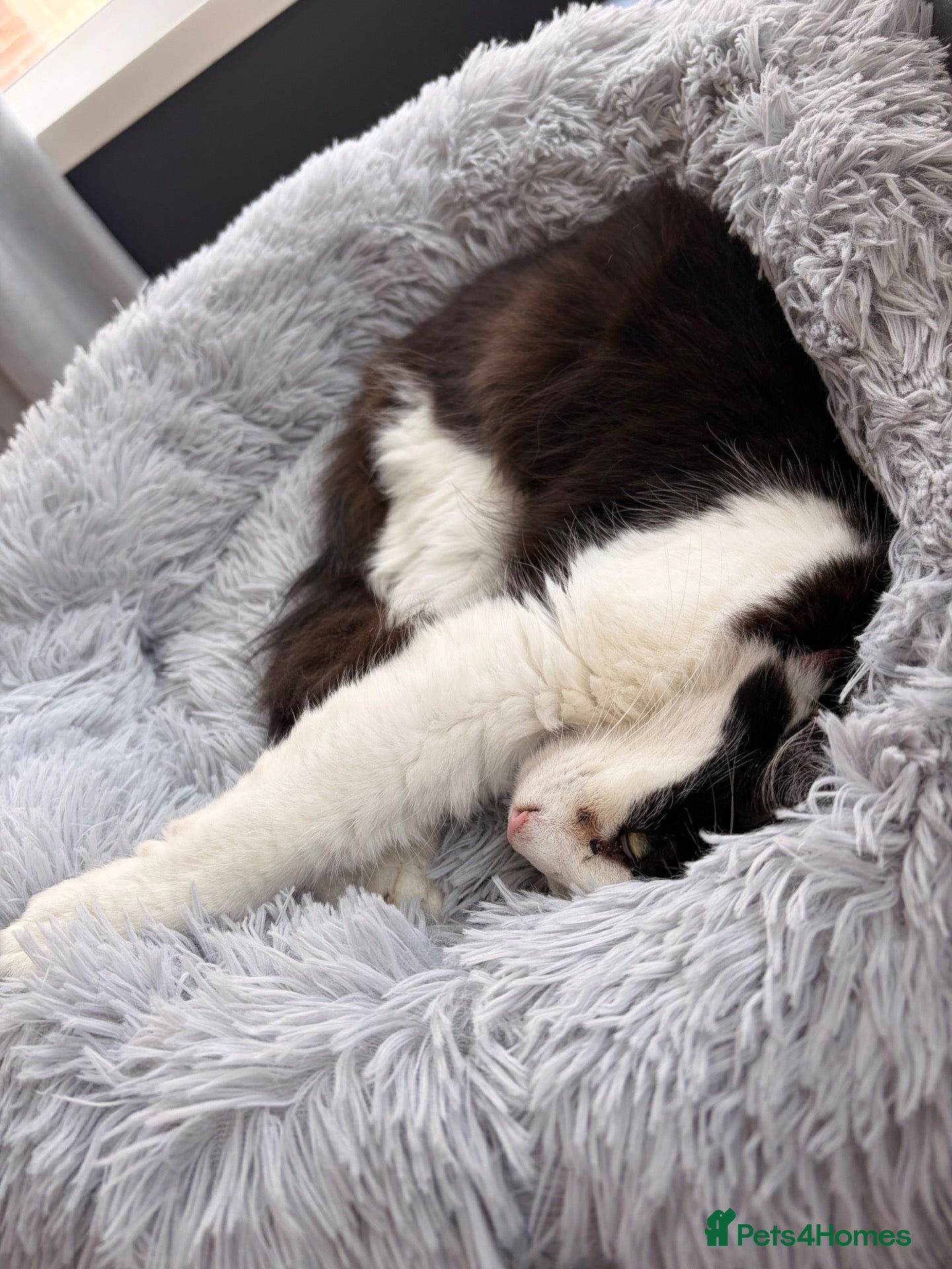 Mixed Breed cats Ragdoll cross domestic short haired female  - Advert 1
