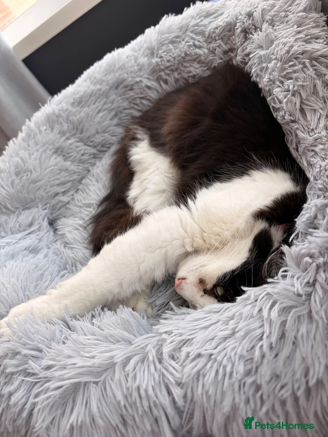 Mixed Breed cats for sale: Ragdoll cross domestic short haired female  - Advert 1