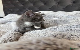 British Shorthair cats for sale: British blue x bengal kittens ready to go now ❤️ - Image 3