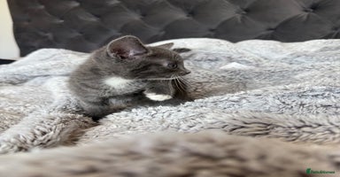 British Shorthair cats - Advert 2