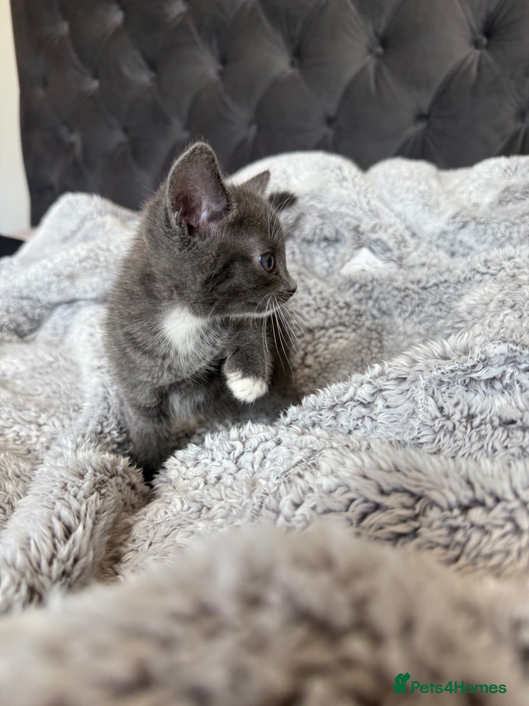 British Shorthair cats for sale: British blue x bengal kittens ready to go now ❤️ - Image 3