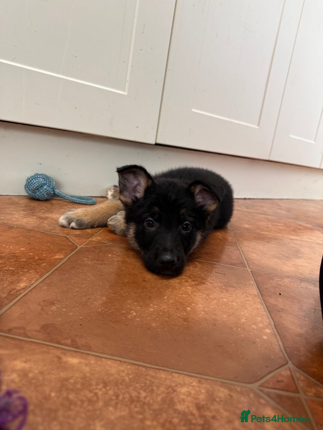 German Shepherd dogs for sale: KC Registered & Bred From Health Tested Parents  - Advert 11