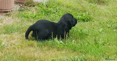 Sprocker dogs - Advert 2
