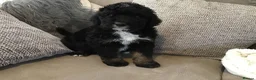 Bernedoodle dogs for sale: AMAZING BERNEDOODLE PUPPIES - Advert 16