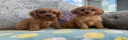 Cavapoo dogs for sale: Extensively Stunning cavapoo puppies  - Advert 3