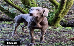 Weimaraner dogs for sale: Stunning Weimaraner pups (KC Registered pedigree)  - Image 15