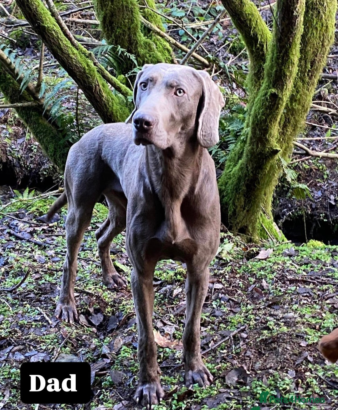 Weimaraner dogs for sale: Stunning Weimaraner pups (KC Registered pedigree)  - Image 15