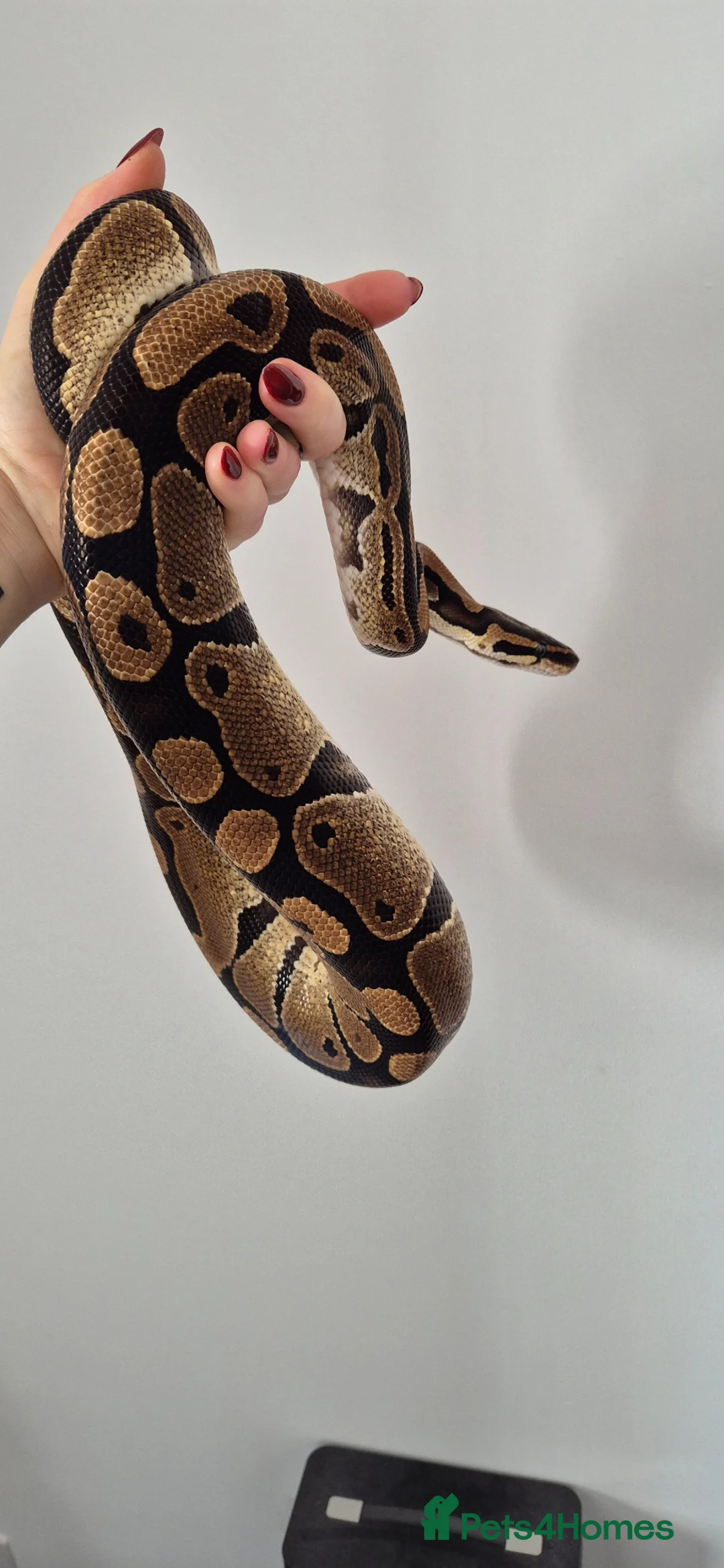 Python Snake reptiles for sale: Various ball (royal) pythons. - Advert 2