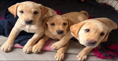 Labrador Retriever dogs in Bacup - Advert 9