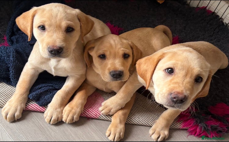 Labrador Retriever dogs in Bacup - Advert 4
