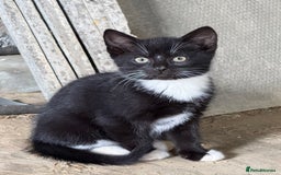 Mixed Breed cats for sale: 7 kittens now ready for their new home  - Image 11