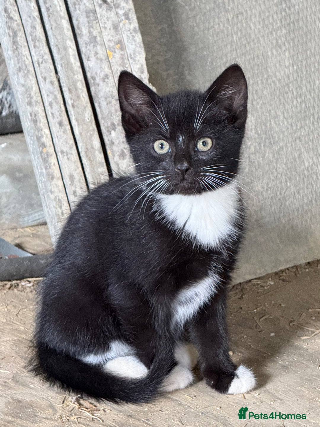 Mixed Breed cats for sale: 7 kittens now ready for their new home  - Image 11