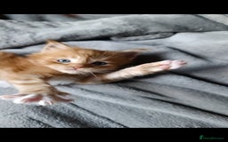 Maine Coon cats for sale: Maine Coon kitten Fire Red Marble Tabby and White - Image 14