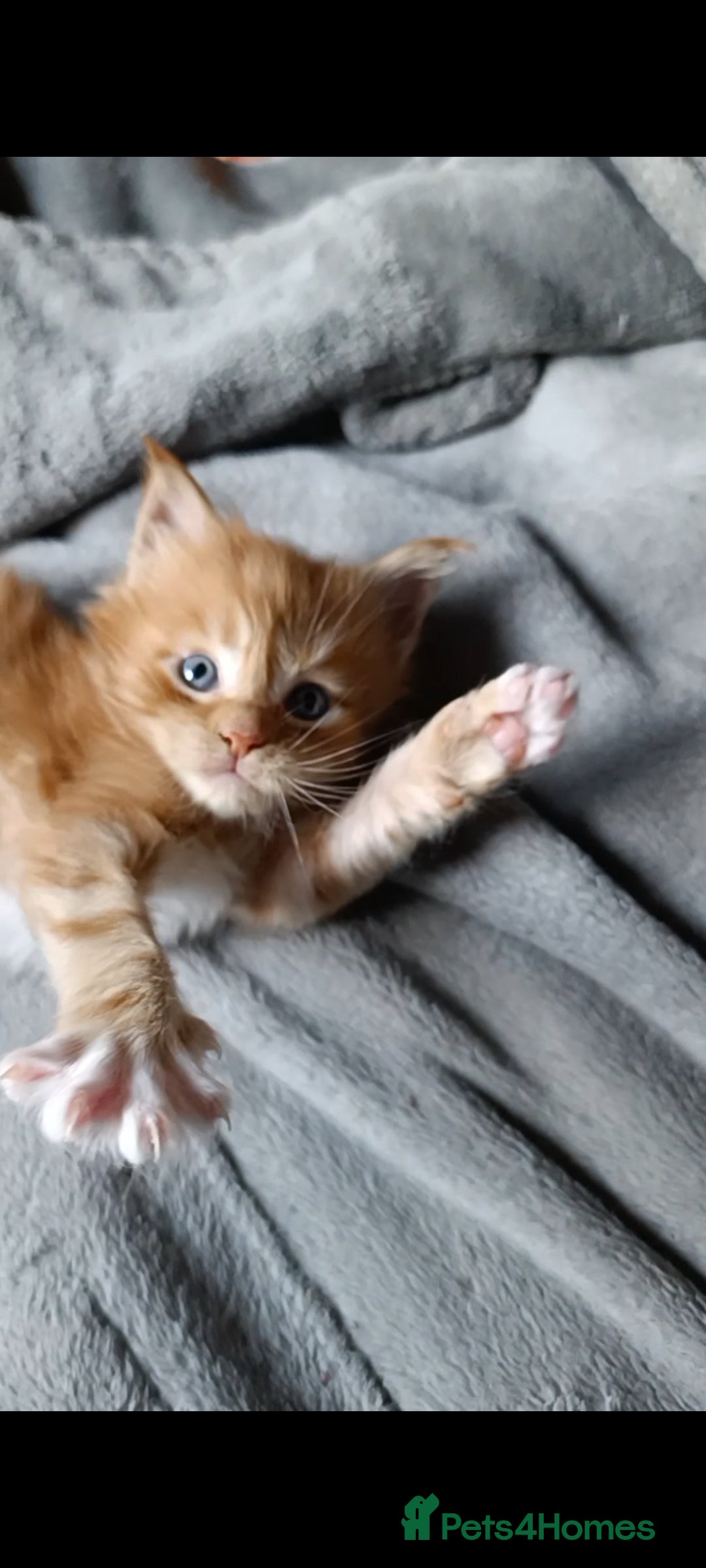 Maine Coon cats for sale: Maine Coon kitten Fire Red Marble Tabby and White - Image 14