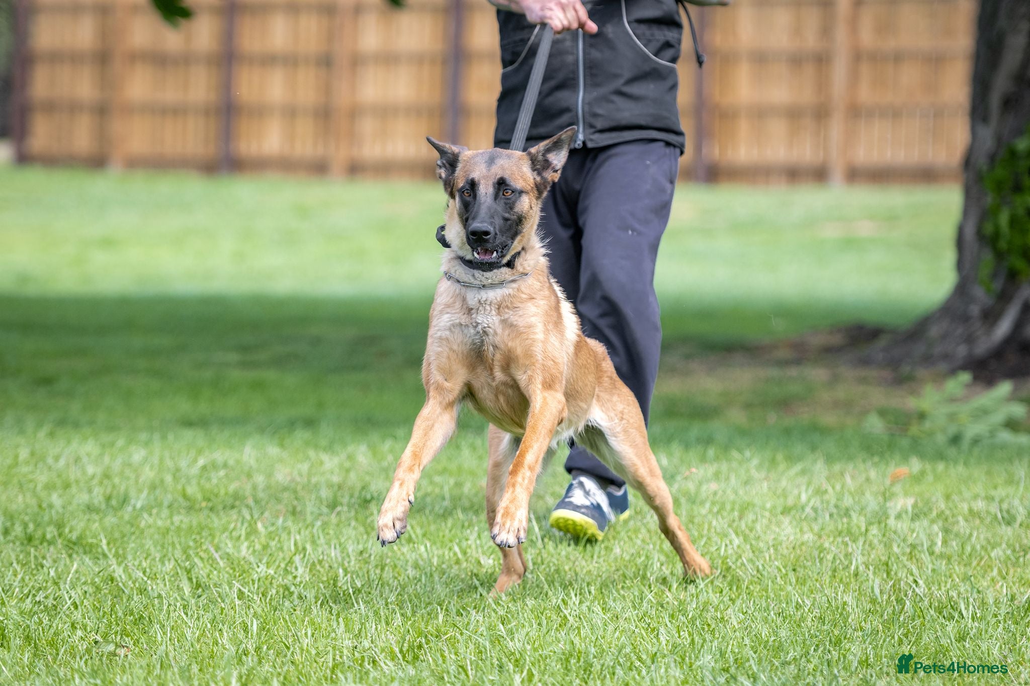 Belgian Shepherd Dog dogs NVBK bloodline Malinios bitch - Advert 2