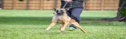 Belgian Shepherd Dog dogs for sale: NVBK bloodline Malinios bitch - Advert 2