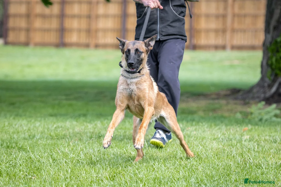Belgian Shepherd Dog dogs for sale: NVBK bloodline Malinios bitch - Advert 2