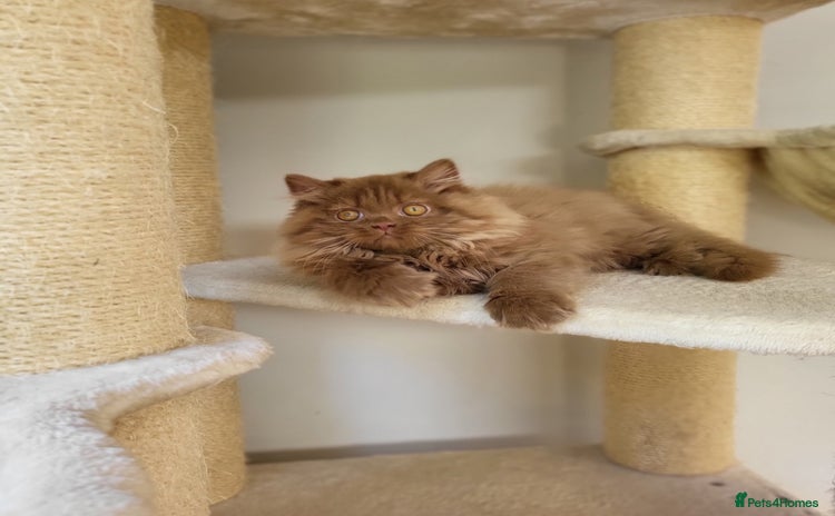 British Longhair cats - Advert 14