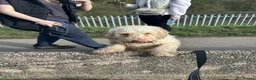 Cockapoo dogs for sale: Male cockapoo in Leyland - Advert 2
