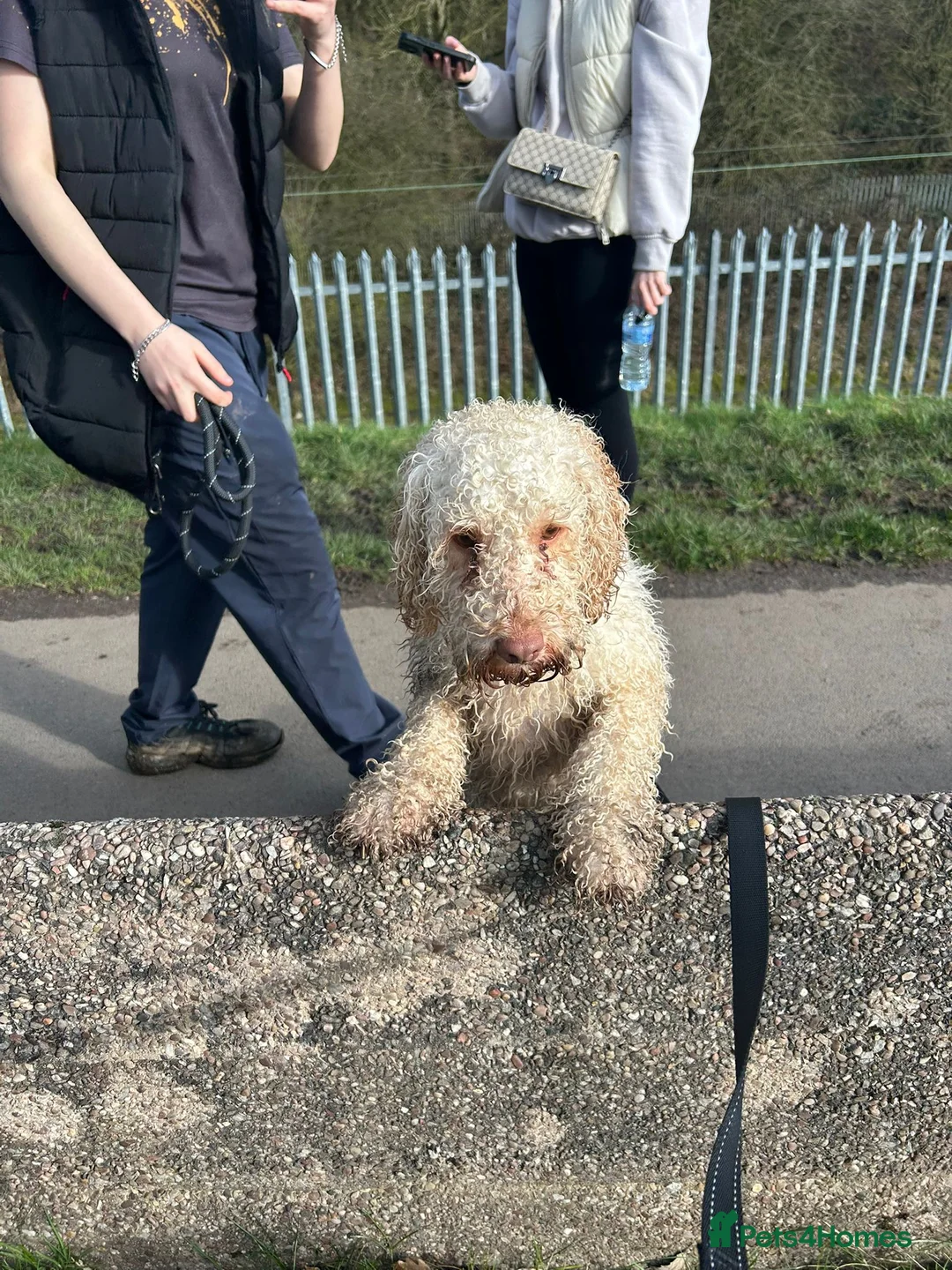 Cockapoo dogs for sale: Male cockapoo in Leyland - Advert 2