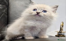 Ragdoll cats for sale: Stunning ragdoll kittens  - Image 25