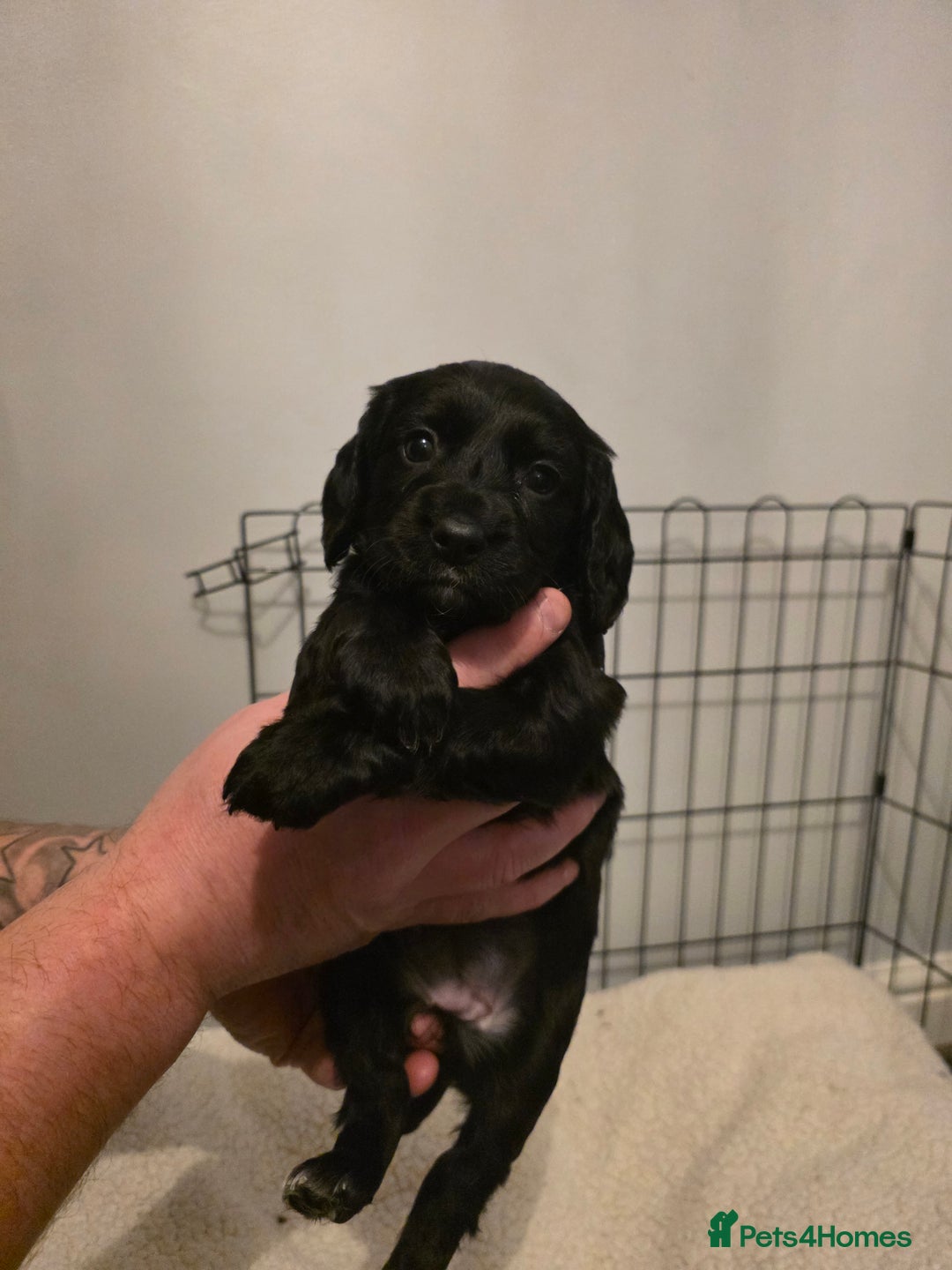 Cocker Spaniel dogs for sale: 6 cocker spaniel puppies  - Advert 10