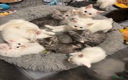 Maine Coon cats for sale: MAINE COON KITTENS SOME POLYDACTYL  - Image 2
