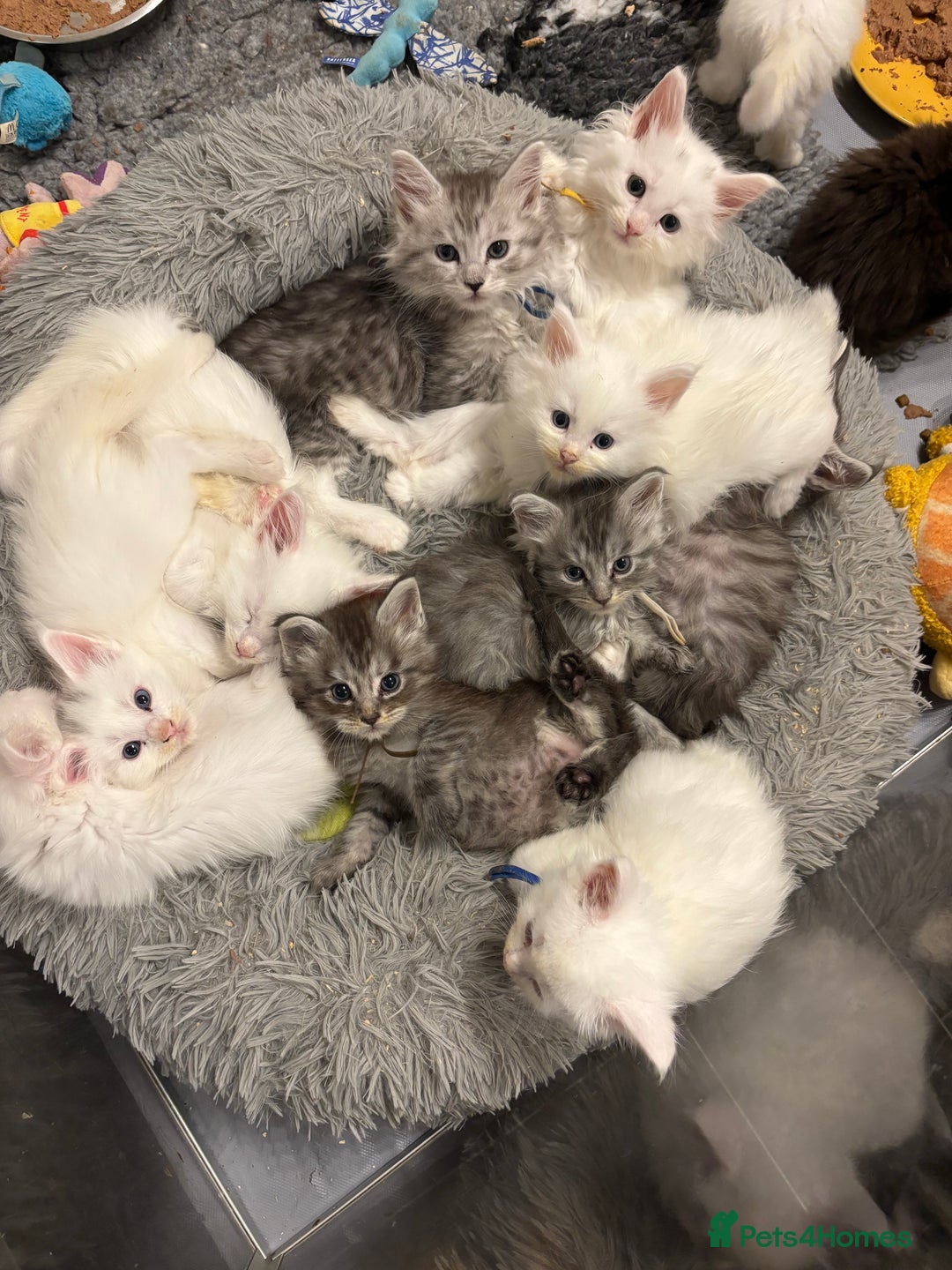 Maine Coon cats for sale: MAINE COON KITTENS SOME POLYDACTYL  - Image 2
