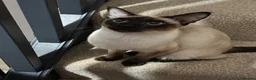Siamese cats for sale: Two Beautiful Siamese Cats for sale  in Leeds - Advert 9