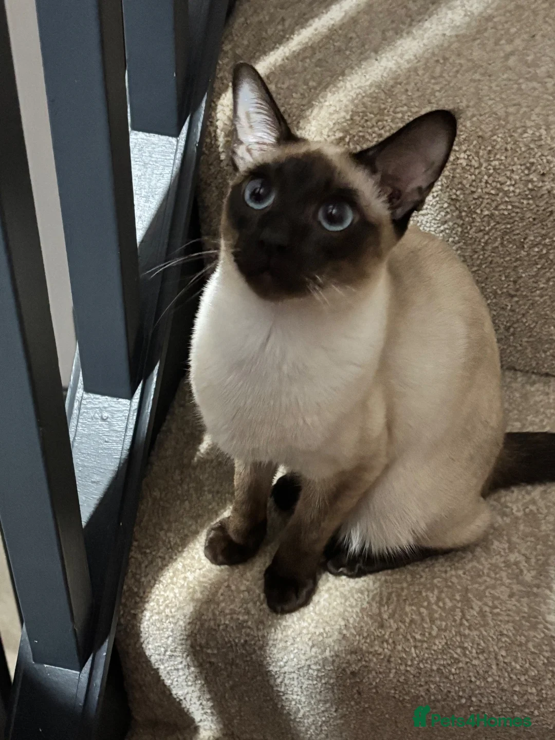 Siamese cats for sale: Two Beautiful Siamese Cats for sale  in Leeds - Advert 9