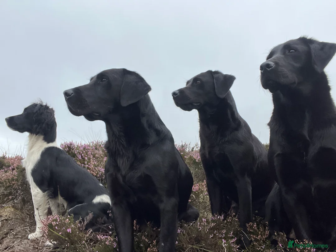 Labrador Retriever dogs for stud: 0/0 HIPS&ELBOWS FULLY HEALTH TESTED LABRADOR STUD in Leyburn - Advert 10